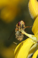 06-3979 Hover Fly (Syrphus ribesii) Feeding on Gorse Flower